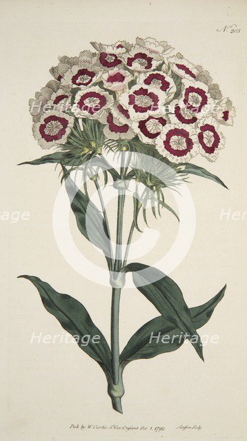 Dianthus Barbatus (Bearded Pink), pub. 1792 (hand coloured engraving). Creator: English School (18th Century).