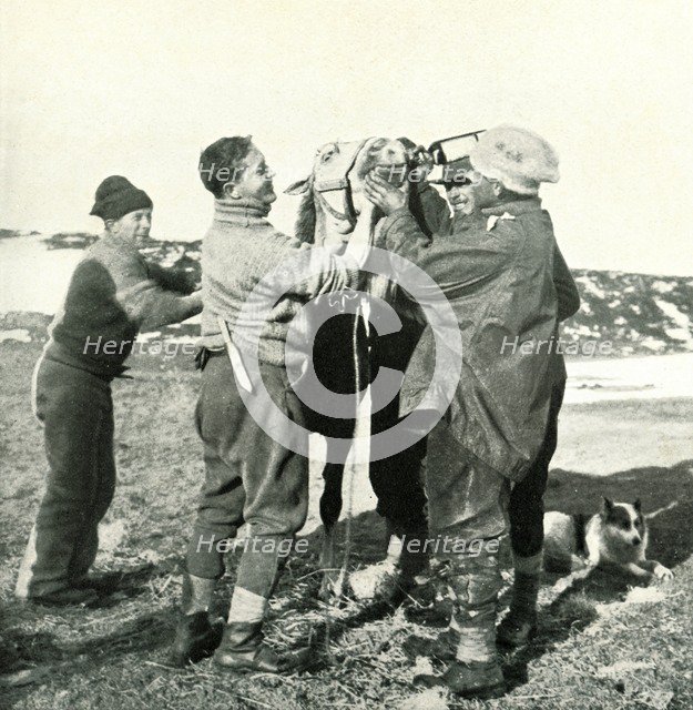 'Pony Takes Whisky', 8 February, 1911, (1913). Artist: Herbert Ponting.