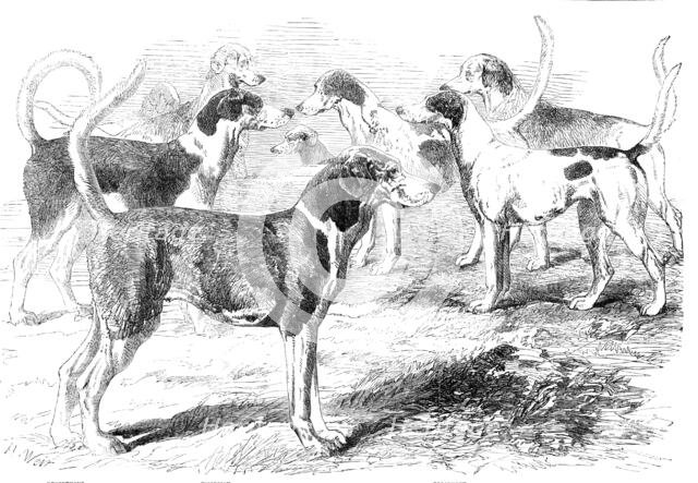 Royal Staghounds: Prosperous, Woodman, Rigolette, Chanticleer, 1856.  Creator: Harrison Weir.