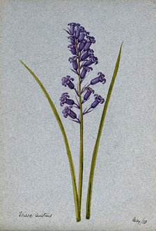 Bluebell (Hyacinthoides non-scripta): flowering stem, 1903. Creator: Unknown.