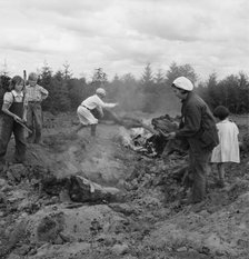 After bulldozer has taken out and piled the heavy stumps..., Michigan Hill, Thurston County, 1939. Creator: Dorothea Lange.
