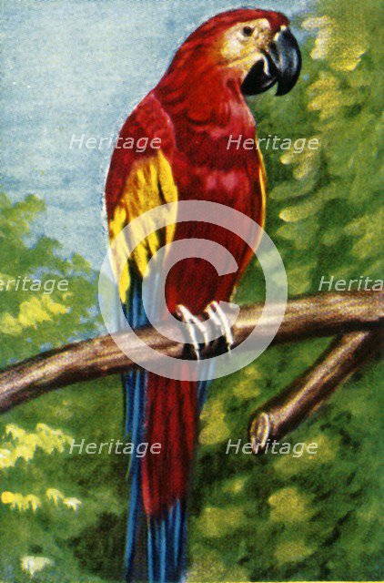 Scarlet macaw, c1928. Creator: Unknown.