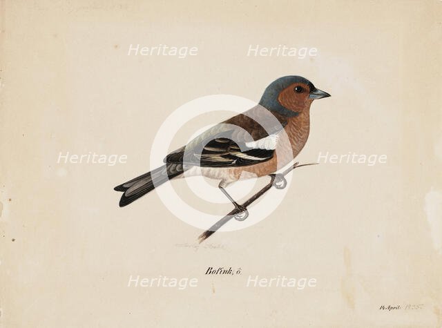 Finch, 1820-1868. Creator: Magnus von Wright.