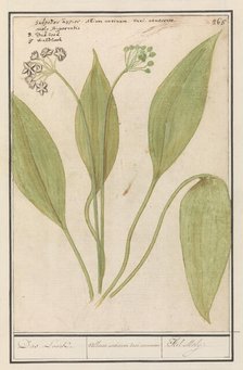 Bear's garlic (Allium ursinum), 1596-1610. Creators: Anselmus de Boodt, Elias Verhulst.