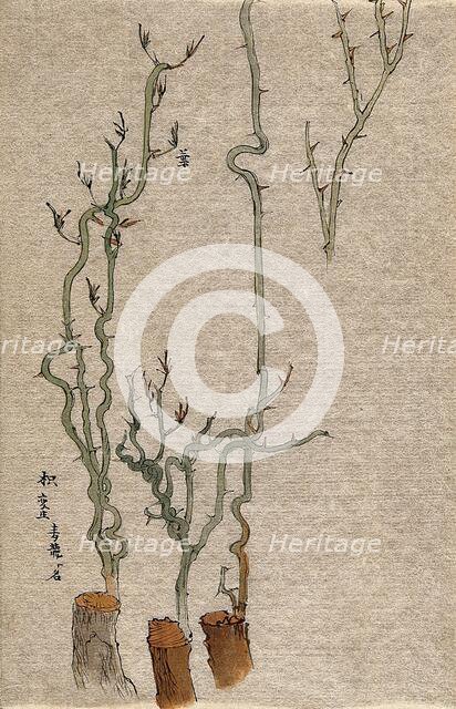 A thorny stem of Poncirus grafted to a woody stock. Creator: Unknown.