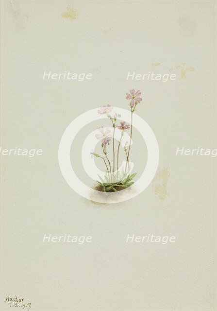 Alberta Primrose (Primula maccalliana), 1917. Creator: Mary Vaux Walcott.