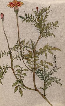 A marigold (Tagetes species): flowering stem. Creator: Unknown.