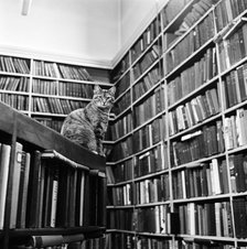 Cat librarian, 1974. Artist: John Gay.