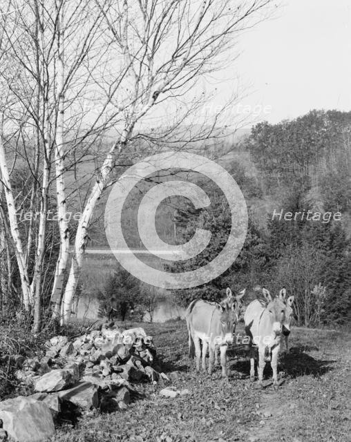 Donkeys in Berkshire Park, Pittsfield, Mass., between 1900 and 1906. Creator: Unknown.