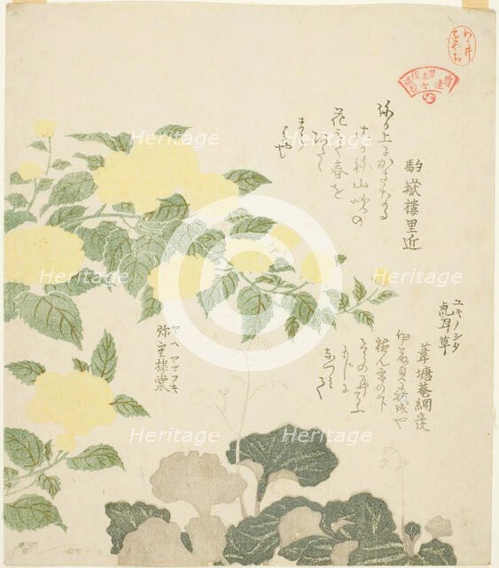 Yellow Roses (Yae yamabuki) and Creeping Saxifrages (Yukinoshita), from the series "Colle..., 1810s. Creator: Kubo Shunman.