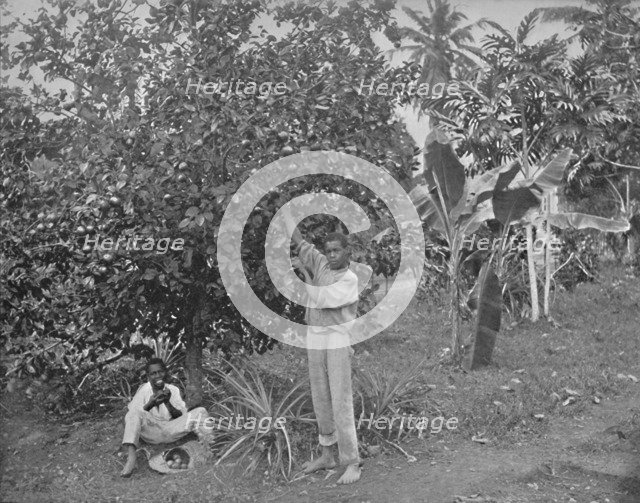 'Orange-Picking in Jamaica', 19th century. Artist: Unknown.