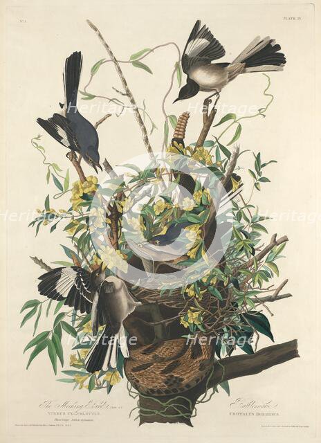 The Mocking Bird, 1827. Creator: Robert Havell.