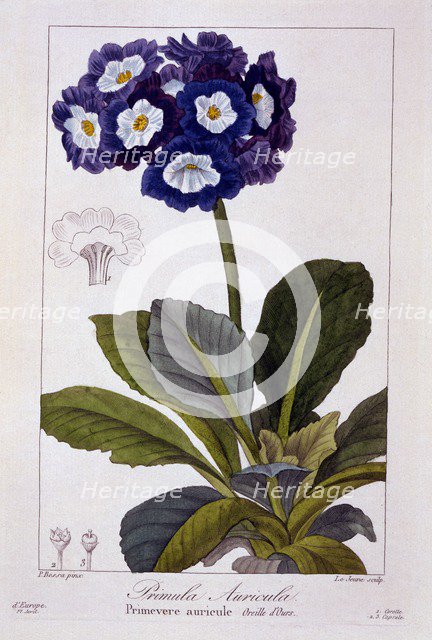 Primula auricula, pub. 1836. Creator: Panacre Bessa (1772-1846).