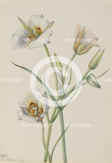 Sego Lily (Calochortus nuttallii), 1933. Creator: Mary Vaux Walcott.
