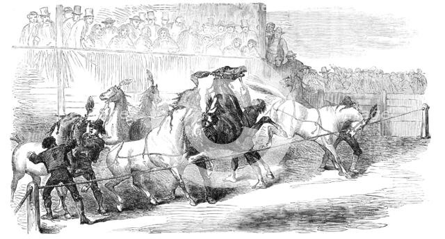 Carnival Races at Rome, 1856.  Creator: Unknown.