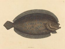 The Sole (Pleuronectes lunatus), published 1731-1743. Creator: Mark Catesby.