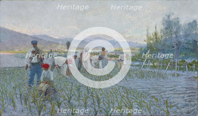 The weeding corn, 1893. Creator: Guinea, Anselmo (1855-1906).