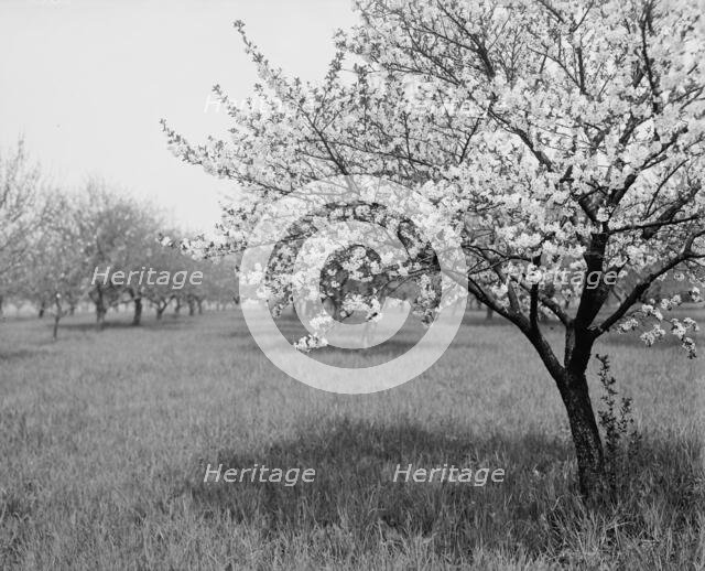 A Cherry tree, between 1900 and 1905. Creator: Unknown.
