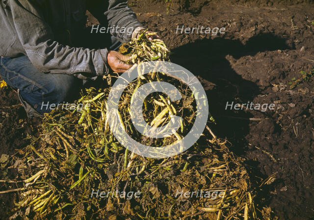 Pinto beans, main crop at Pie Town, New Mexico, 1940. Creator: Russell Lee.