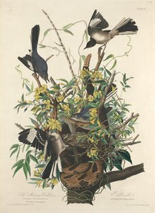 The Mocking Bird, 1827. Creator: Robert Havell.