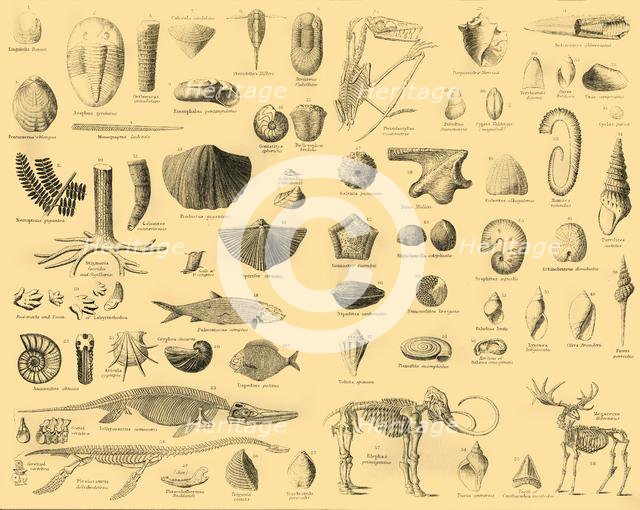 'Palaeontology', c1910. Creator: Unknown.