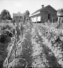 Drying up corn, Near Eutaw, Alabama, 1936. Creator: Dorothea Lange.