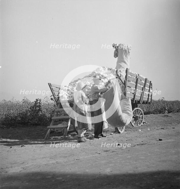 Cotton picker, San Joaquin Valley, California, 1936. Creator: Dorothea Lange.