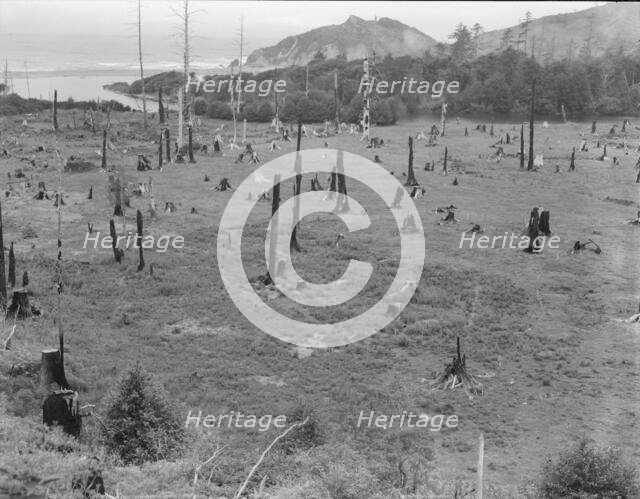 Cut-over land, part of stump ranch, California, Orick, Humboldt County, 1939. Creator: Dorothea Lange.