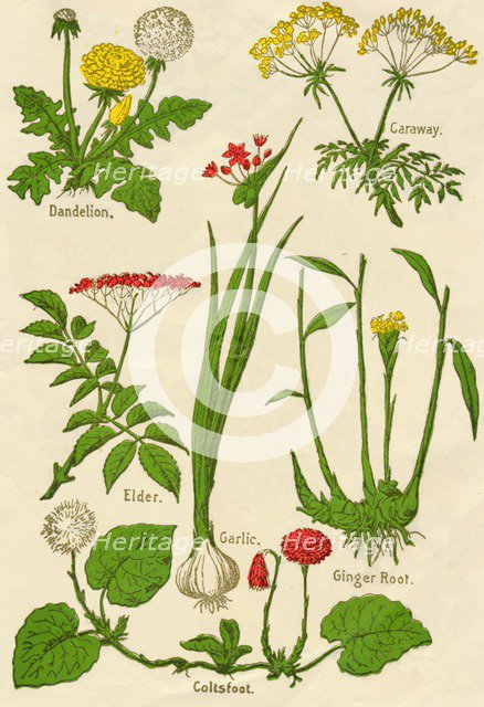 Flowers: Dandelion, Caraway, Elder, Garlic, Coltsfoot, Ginger Root, c1940. Artist: Unknown.