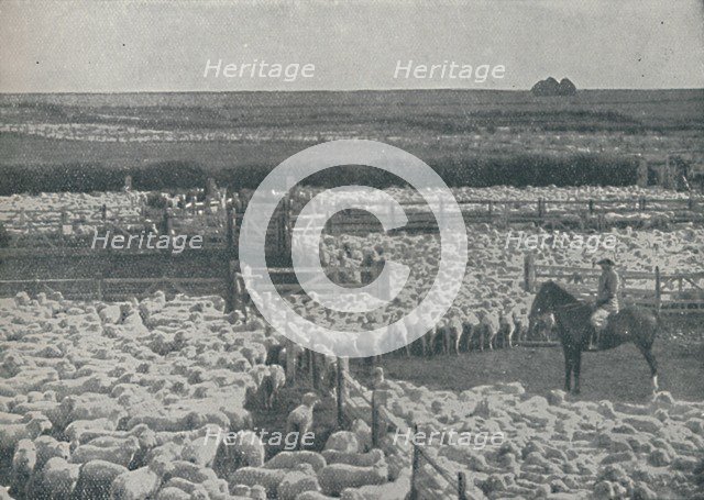 'Sheepfolds in Australia', 1910. Artist: Unknown.