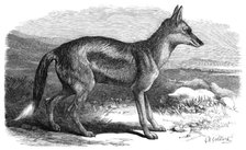 The Side-Striped Jackal in the Zoological Society's Gardens, 1870. Creator: Unknown.