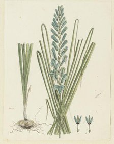 Ixia viridiflora Larn. (Turqoise ixia), 1777-1786. Creator: Robert Jacob Gordon.