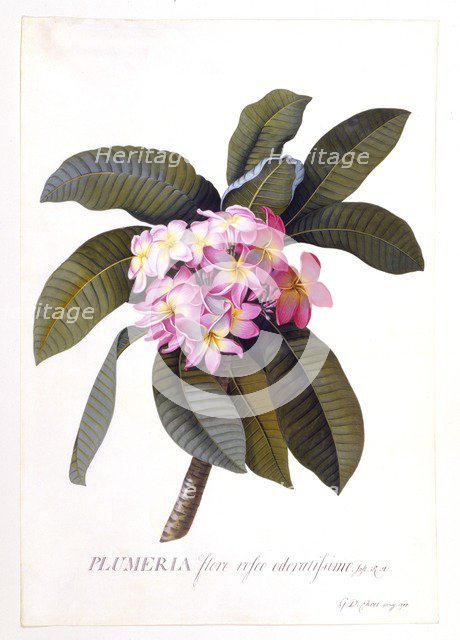Plumeria, c 1744 (hand coloured engraving). Creator: "Georg Dionysius Ehret (1710 - 70); Ehret, Georg Dionysius (1710-1770)".