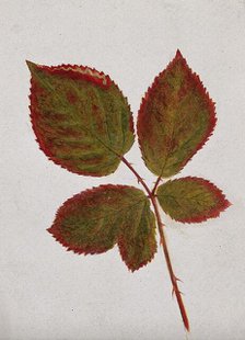 Autumn leaves of bramble (Rubus species), c19th century. Creator: Unknown.