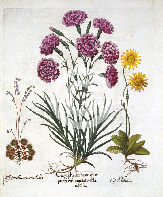 i. Carnation, Dianthius, ii. Arnica & iii. Round Leaved Sundew from 'Hortus Eystettensis', by Basil 