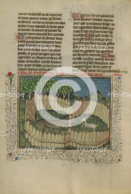 A Wolf Caught in a Fenced Trap Baited with a Lamb; Livre de la Chasse, about 1430-1440. Creator: Unknown.