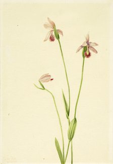 Rose Pogonia (Pogonia ophioglossoides), 1906. Creator: Mary Vaux Walcott.