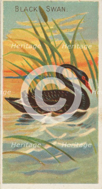 Black Swan, from the Birds of the Tropics series (N5) for Allen & Ginter Cigarettes Brands, 1889. Creator: Allen & Ginter.