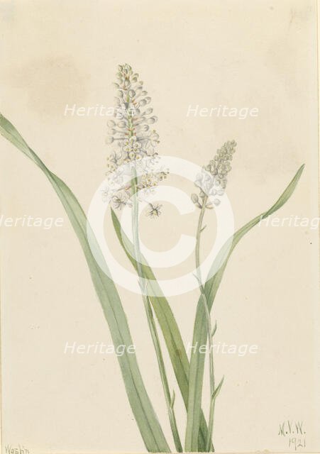 Crowpoison (Chrosperma muscaetoxicum), 1921. Creator: Mary Vaux Walcott.