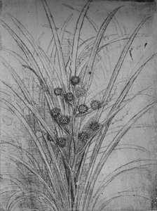 'Flowering Rushes', c1480 (1945). Artist: Leonardo da Vinci.