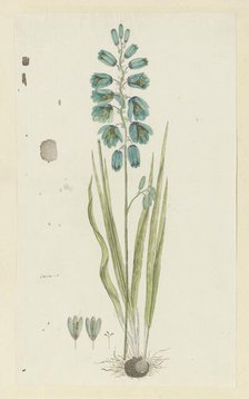 Ixia viridiflora Lam. (Turquoise ixia), 1777-1786. Creator: Robert Jacob Gordon.