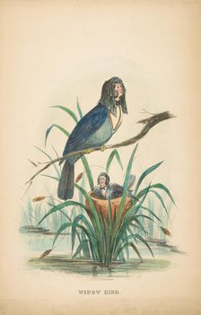 Widow Bird, from The Comic Natural History of the Human Race, 1851. Creators: Henry Louis Stephens, L. Rosenthal.