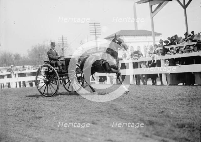Horse Shows - Unidentified Men, Driving, 1911. Creator: Harris & Ewing.