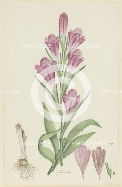 Gladiolus caryhyllaceus (Burm, f.) Poir., 1777-1786. Creator: Robert Jacob Gordon.