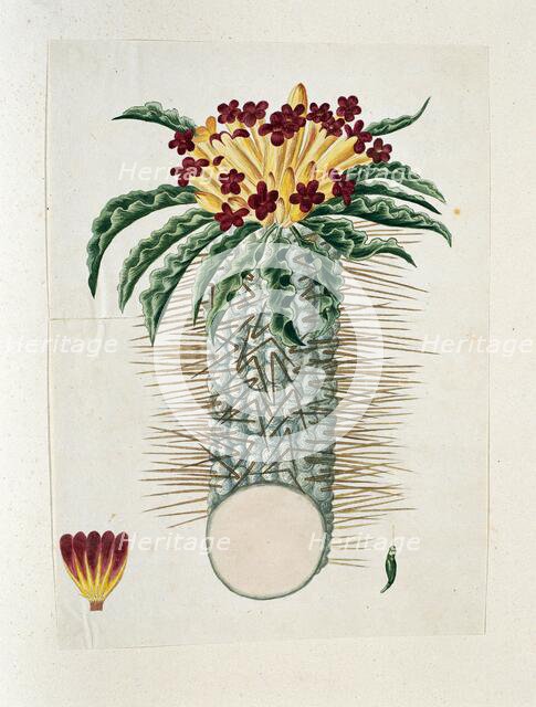 Pachypodium Namaquanum (Wylie ex. Harv.) Well (halfmens), 1778-1786. Creator: Robert Jacob Gordon.