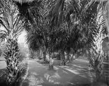 Palm Walk at Tampa Bay Hotel, Florida, c1902. Creator: William H. Jackson.