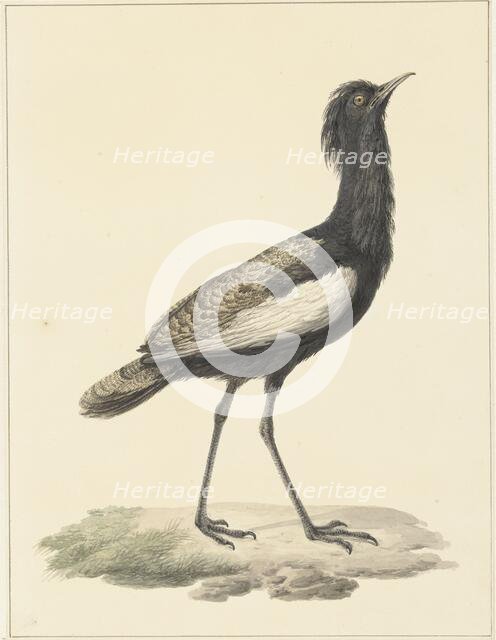 Bearded bustard (Eupodotis Bengalensis / Houbaropsis Bengalensis), 1759-1842. Creator: Pieter Bartholomeusz. Barbiers.