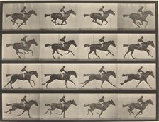 Plate Number 626. Gallop, thoroughbred bay mare, Annie G., 1887. Creator: Eadweard J Muybridge.