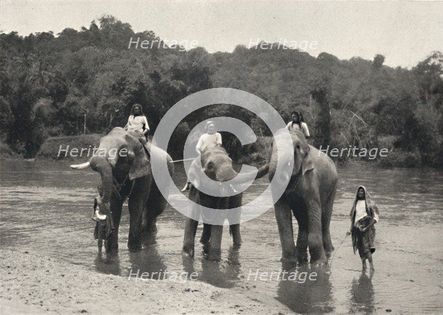 'Elefanten im Bade (Mahaaliganga)', 1926. Artist: Unknown.