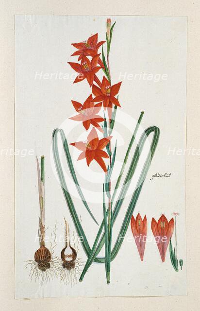 Gladiolus watsonius Thunb. (Watsonia Hysterantha), 1777-1786. Creator: Robert Jacob Gordon.